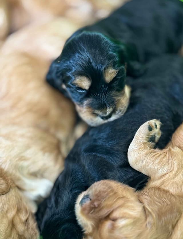 English Cocker Spaniel Puppies media 2