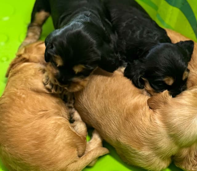 English Cocker Spaniel Puppies media 4