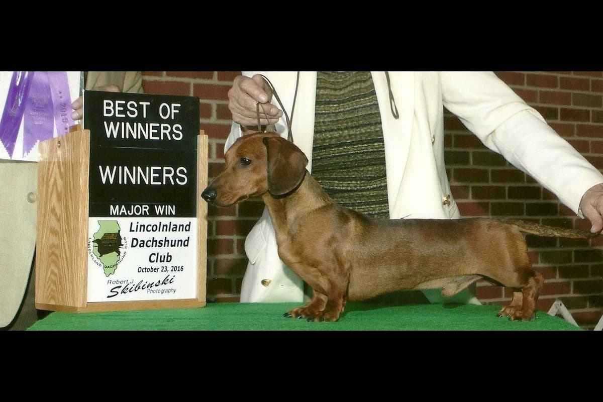 Dachshund Puppies breeder image 3