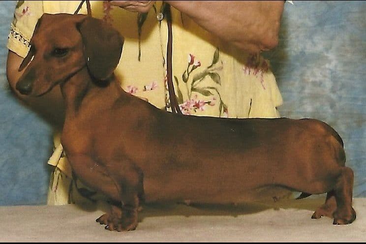 Dachshund Puppies breeder image 4