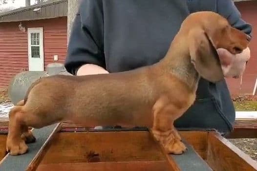 Dachshund Puppies breeder image 5