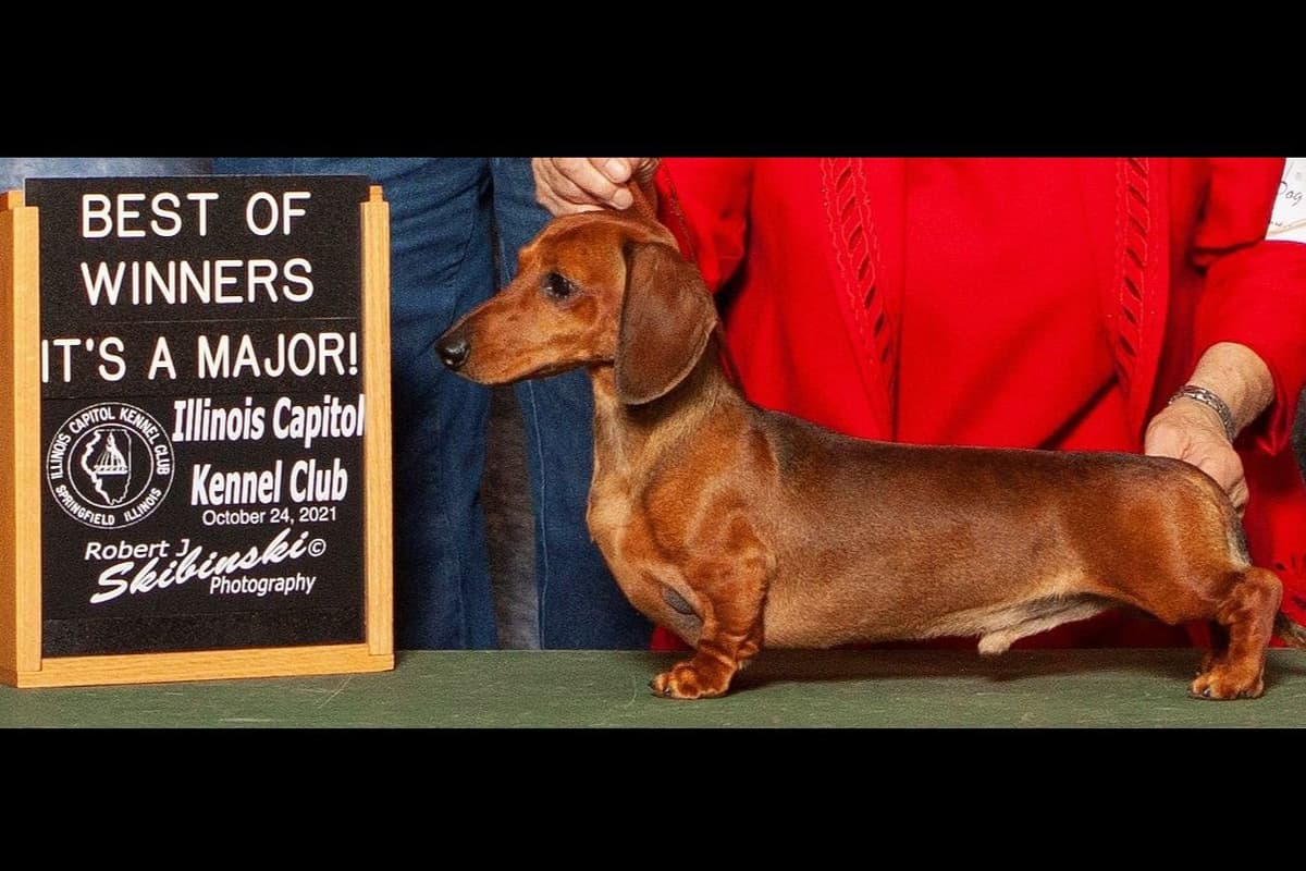 Dachshund Puppies breeder image 6