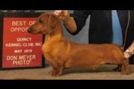 Dachshund Puppies breeder image 8