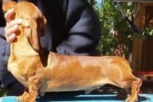 Dachshund Puppies breeder image 10