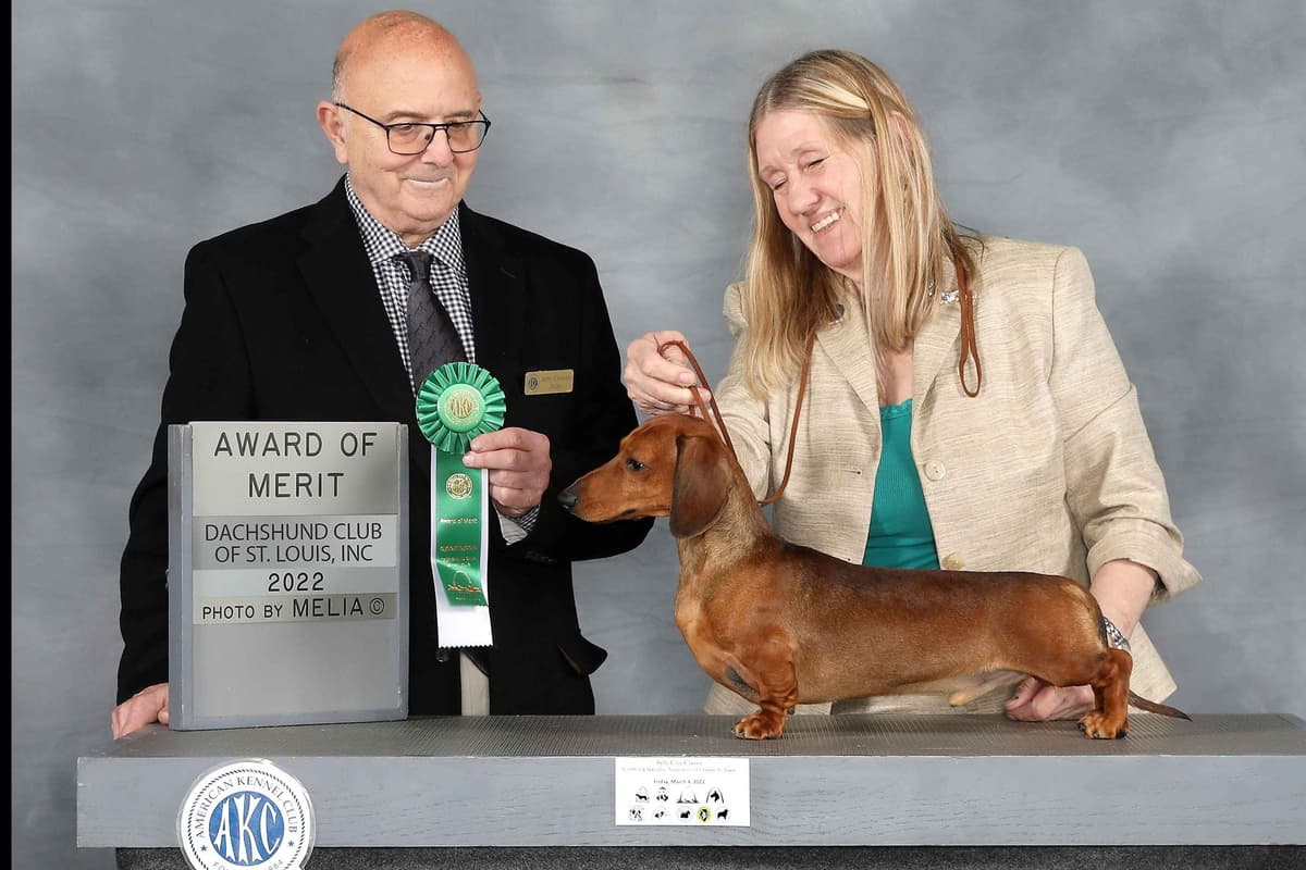Dachshund Puppies breeder image 12