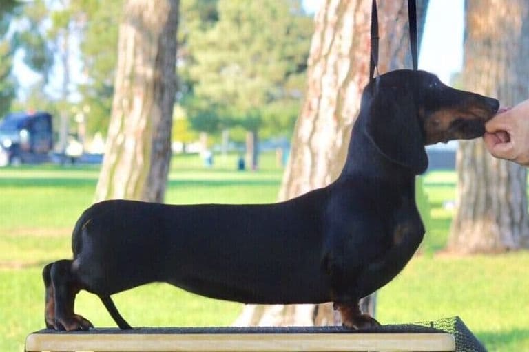 Dachshund Puppies breeder image 13