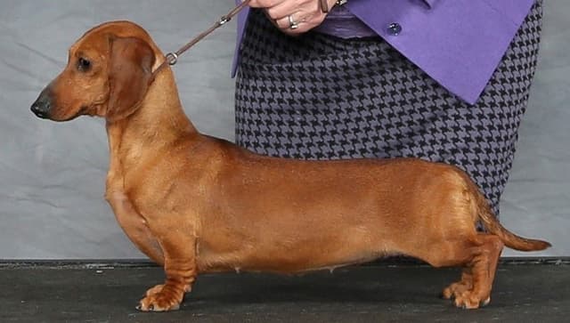 Dachshund Puppies media 3