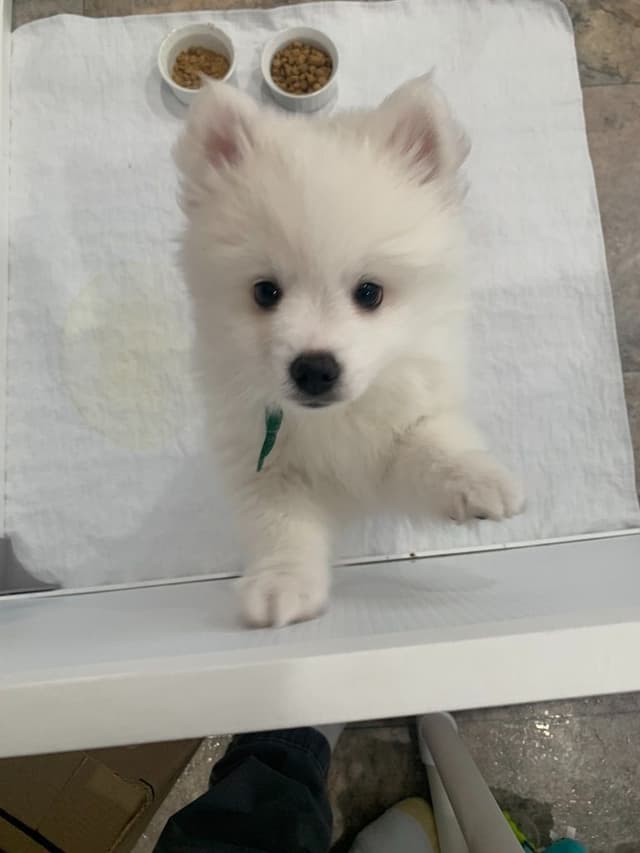 American Eskimo Dog Puppies - Miniature media 2