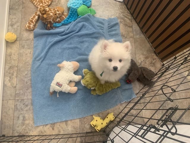 American Eskimo Dog Puppies - Miniature media 3