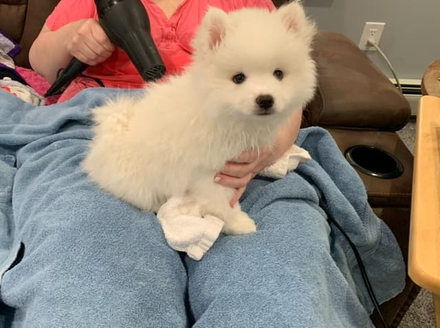 American Eskimo Dog Puppies - Miniature media 4