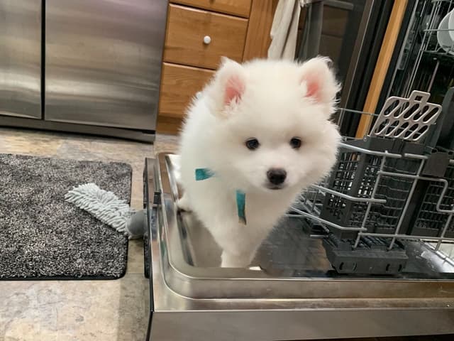 American Eskimo Dog Puppies - Miniature media 5