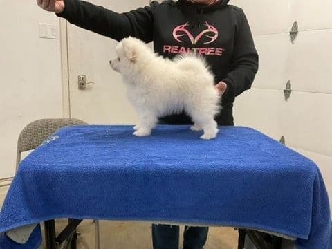 American Eskimo Dog Puppies - Miniature media 6