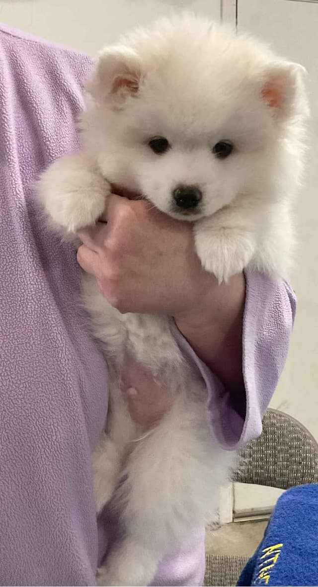American Eskimo Dog Puppies - Miniature media 7