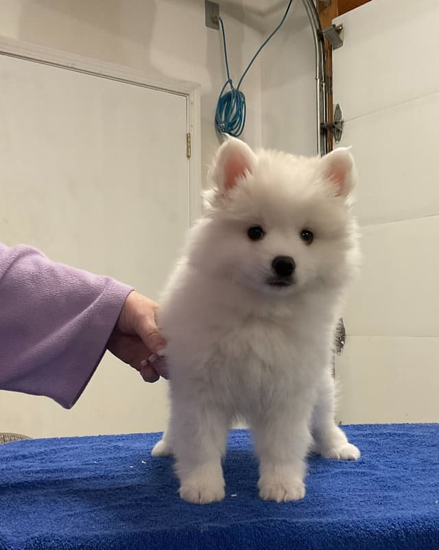 American Eskimo Dog Puppies - Miniature media 8