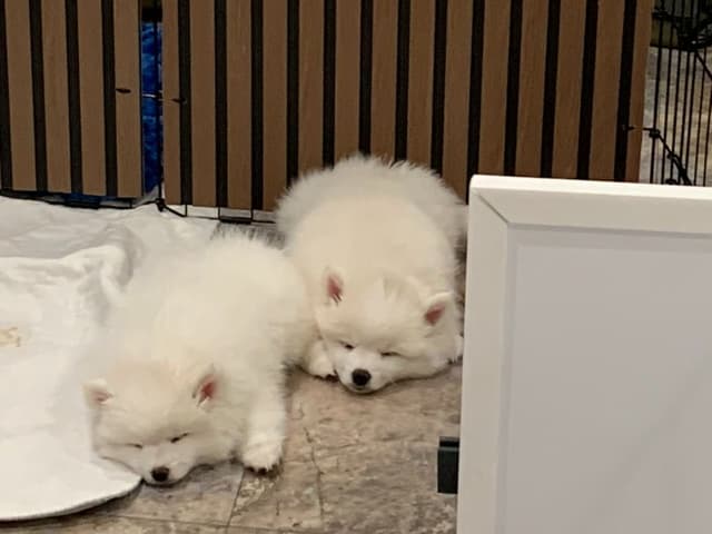 American Eskimo Dog Puppies - Miniature media 9