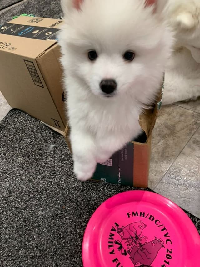 American Eskimo Dog Puppies - Miniature media 10