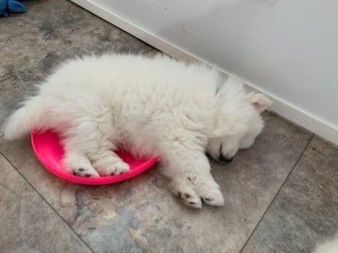 American Eskimo Dog Puppies - Miniature media 11