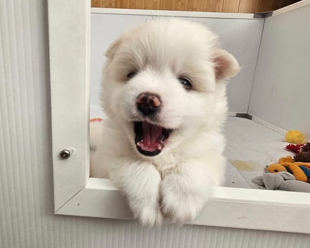 American Eskimo Dog Puppies - Miniature media 13