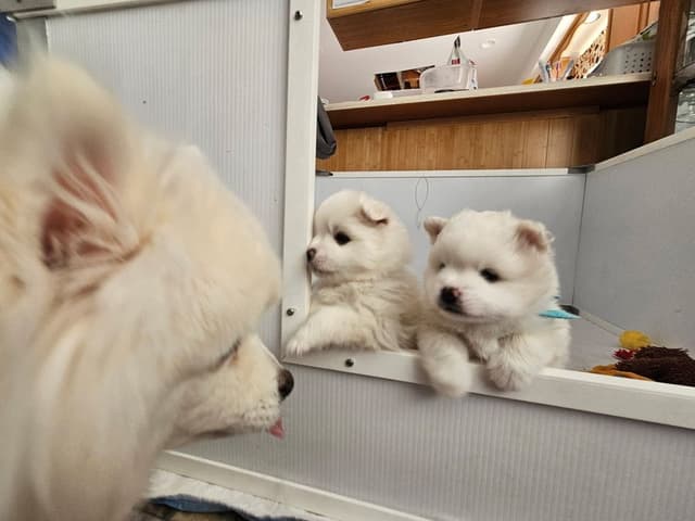 American Eskimo Dog Puppies - Miniature media 14