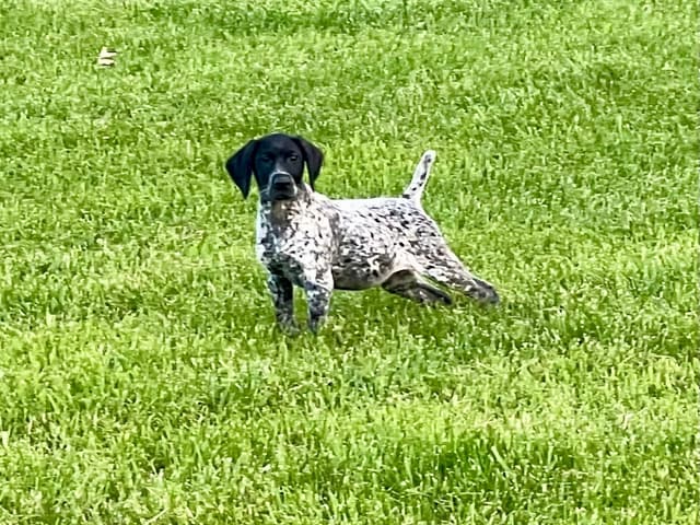 German Shorthaired Pointer Puppies media 5