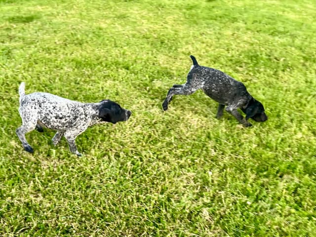 German Shorthaired Pointer Puppies media 6