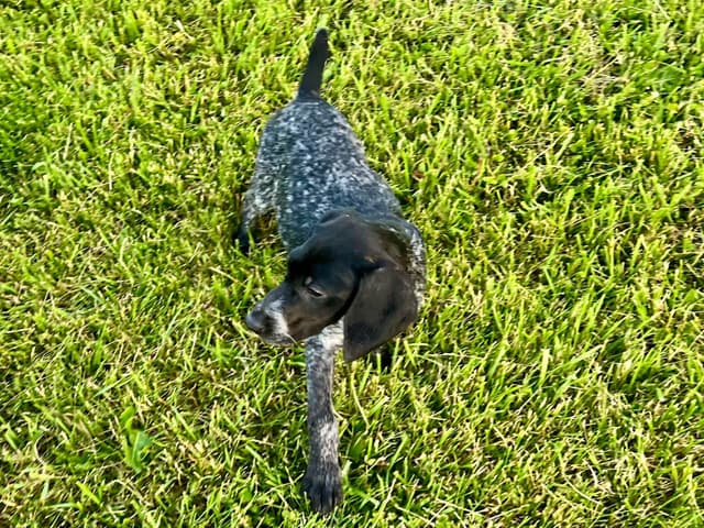 German Shorthaired Pointer Puppies media 7