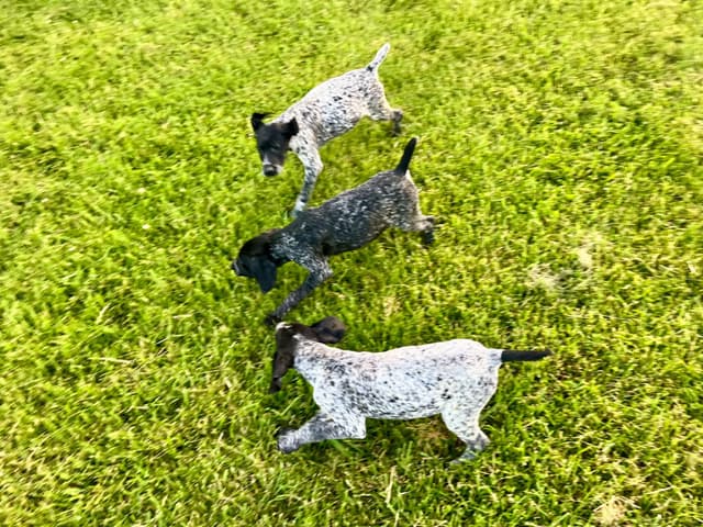 German Shorthaired Pointer Puppies media 8