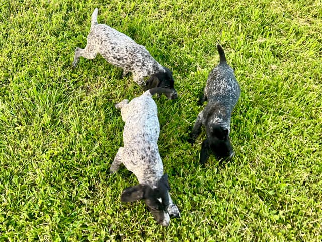German Shorthaired Pointer Puppies media 10