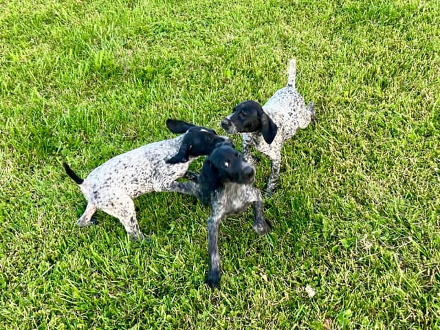 German Shorthaired Pointer Puppies media 9