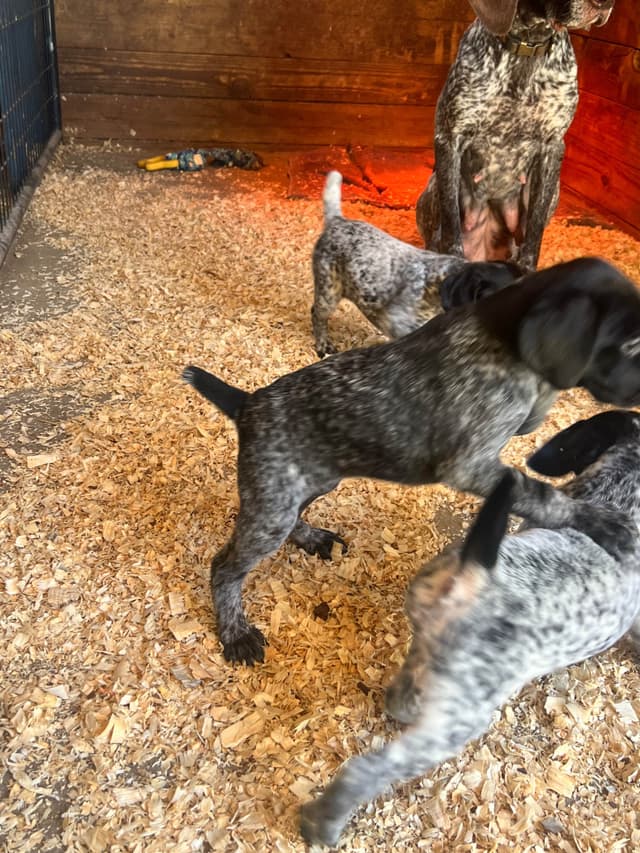 German Shorthaired Pointer Puppies media 11