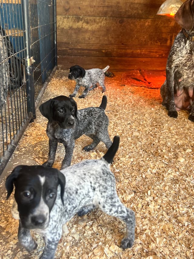 German Shorthaired Pointer Puppies media 12