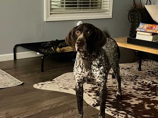 German Shorthaired Pointer Puppies media 13