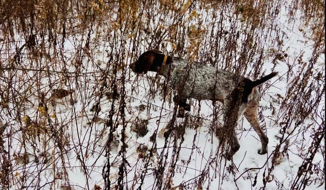 German Shorthaired Pointer Puppies media 14