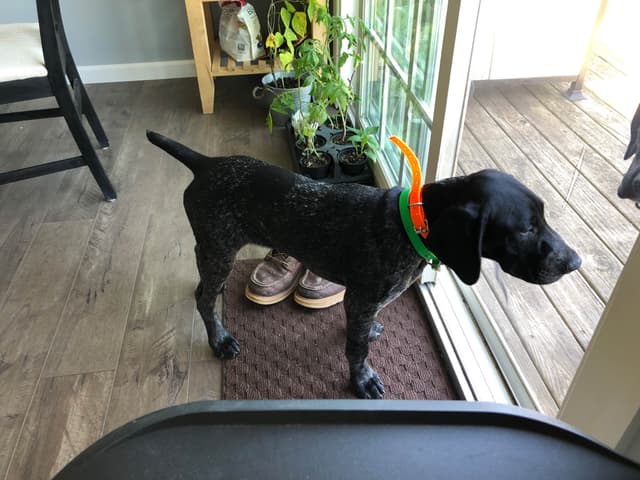German Shorthaired Pointer Puppies media 15