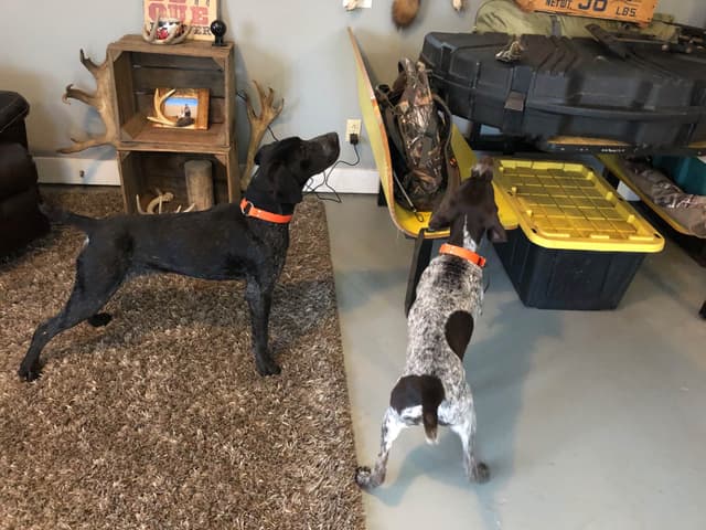 German Shorthaired Pointer Puppies media 16