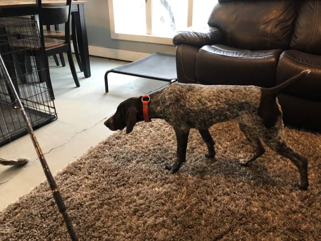 German Shorthaired Pointer Puppies media 17