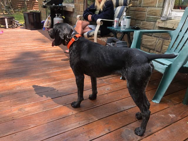 German Shorthaired Pointer Puppies media 18