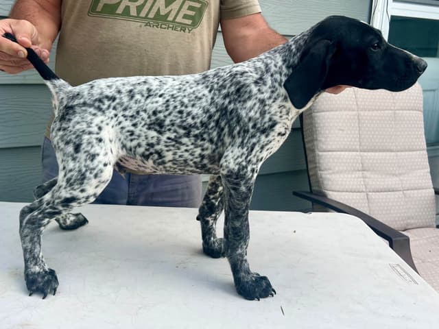 German Shorthaired Pointer Puppies media 4
