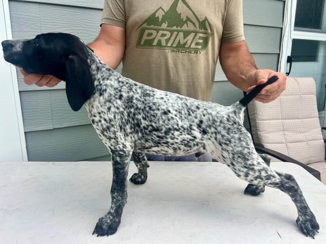 German Shorthaired Pointer Puppies media 3