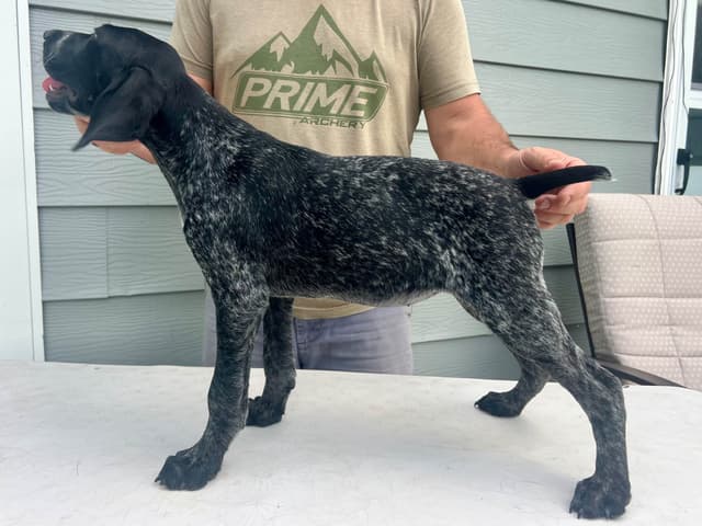 German Shorthaired Pointer Puppies media 2