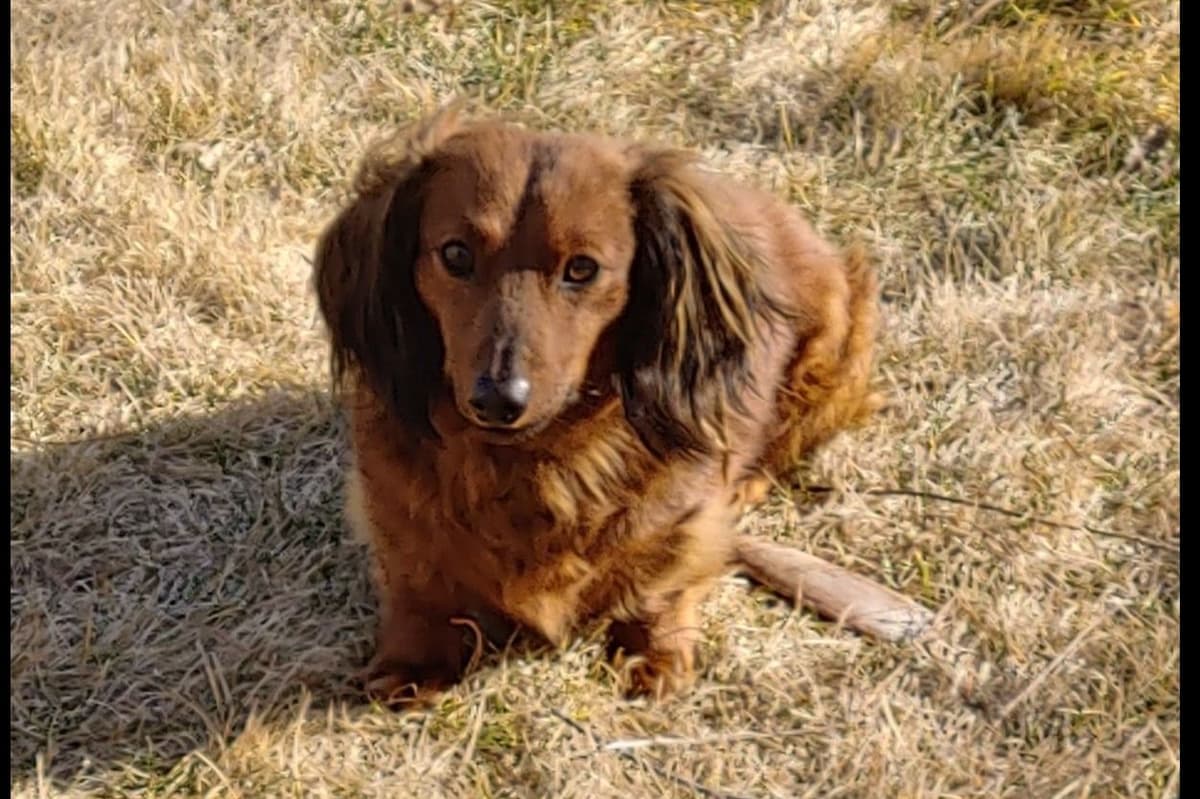 Dachshund Puppies: Reds and Black and Tan breeder image 1