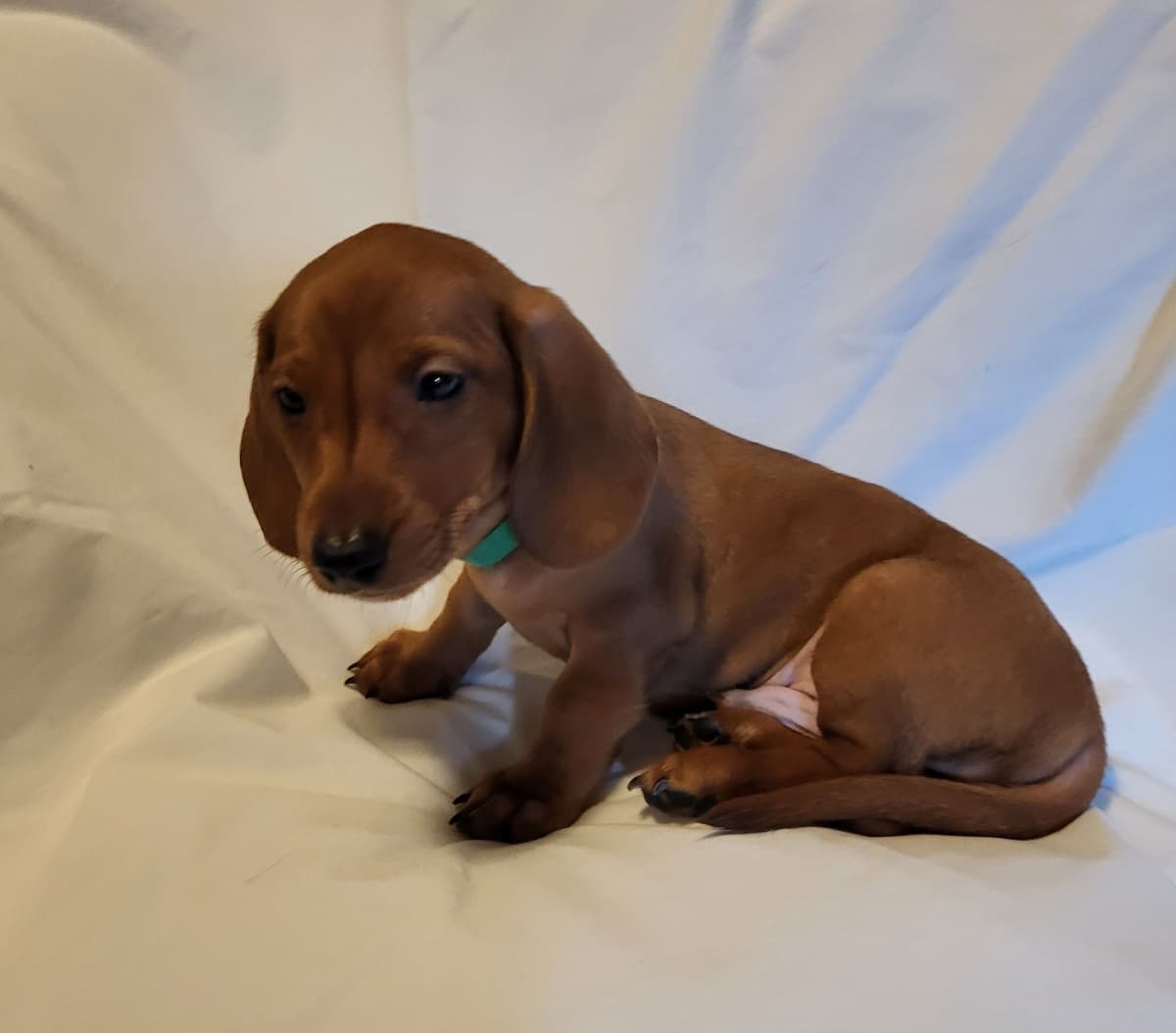 Dachshund Puppies: Reds and Black and Tan breeder image 2