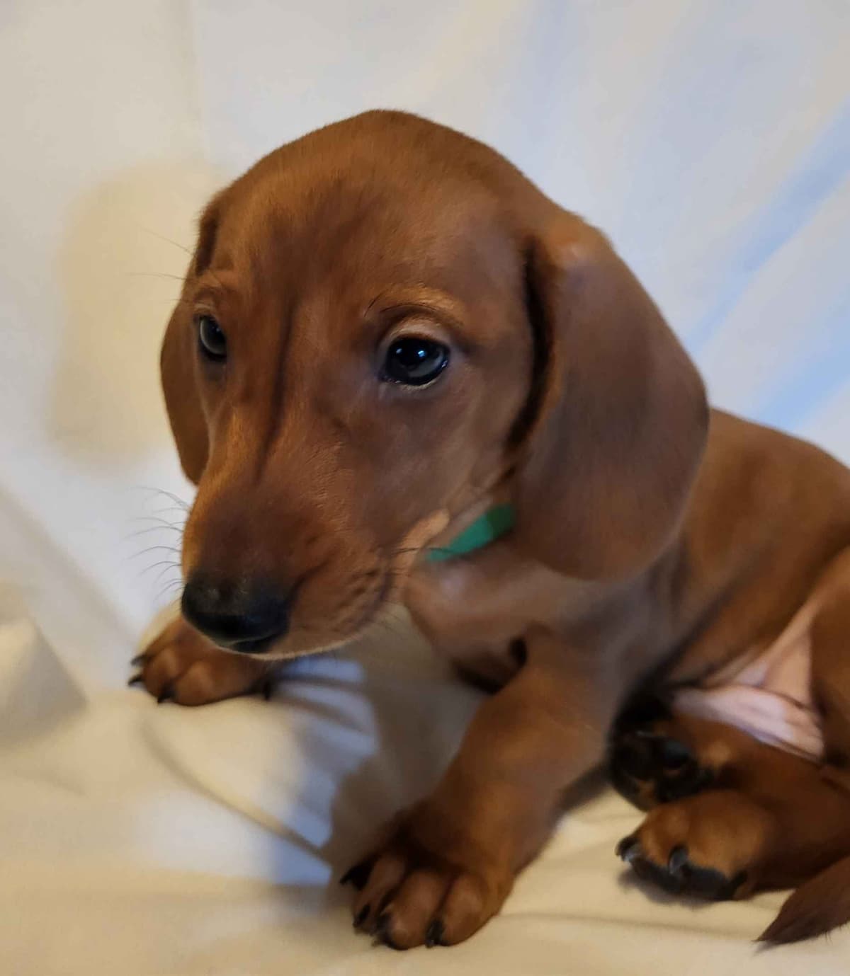 Dachshund Puppies: Reds and Black and Tan breeder image 3
