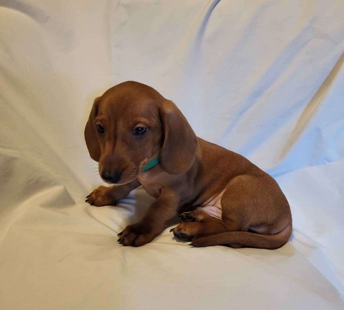 Dachshund Puppies: Reds and Black and Tan breeder image 4