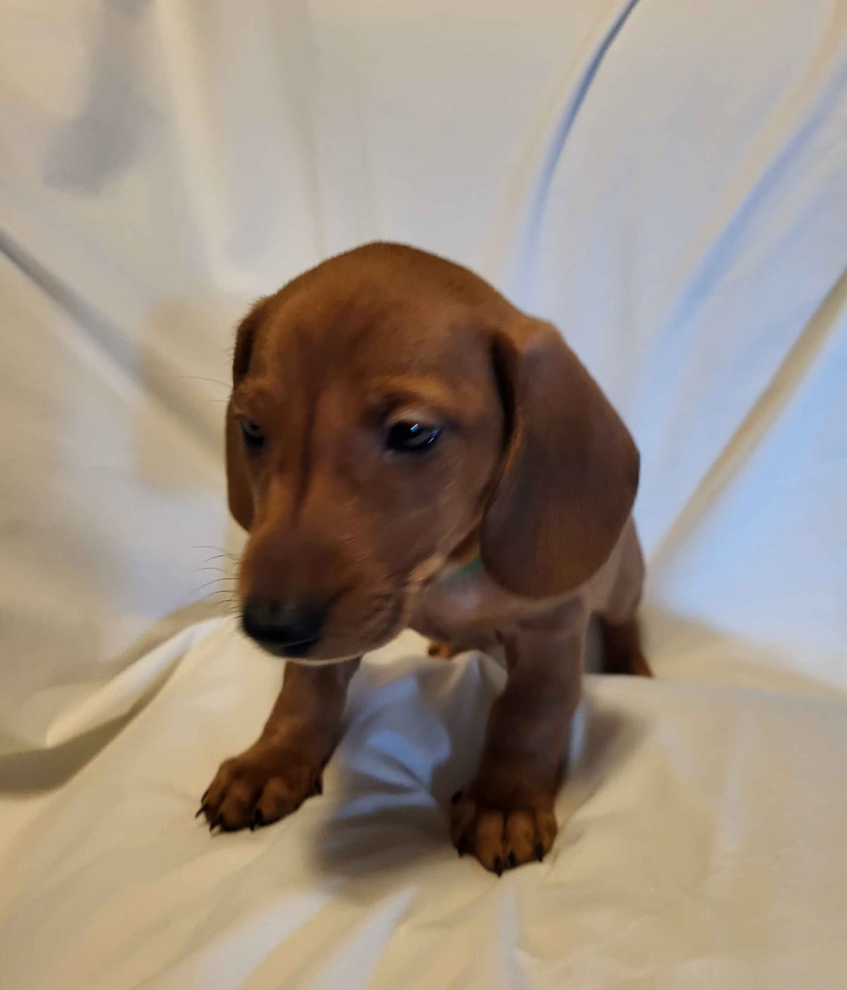 Dachshund Puppies: Reds and Black and Tan breeder image 6