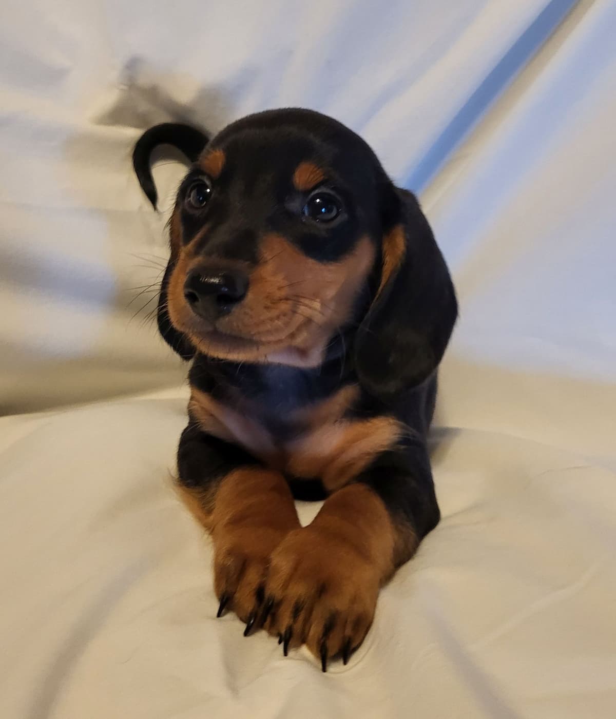 Dachshund Puppies: Reds and Black and Tan breeder image 8