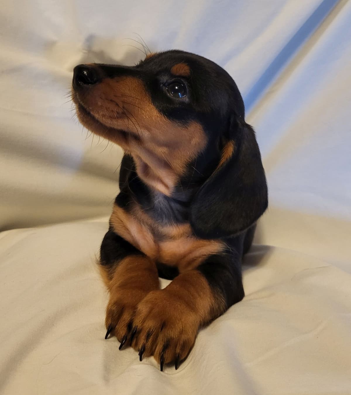 Dachshund Puppies: Reds and Black and Tan breeder image 9