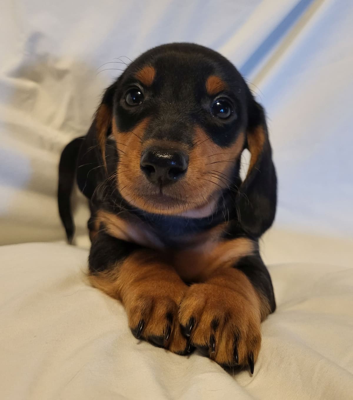 Dachshund Puppies: Reds and Black and Tan breeder image 10