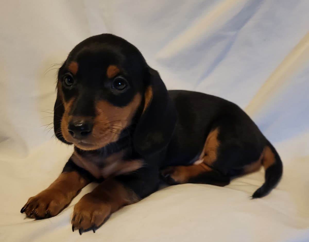 Dachshund Puppies: Reds and Black and Tan breeder image 11