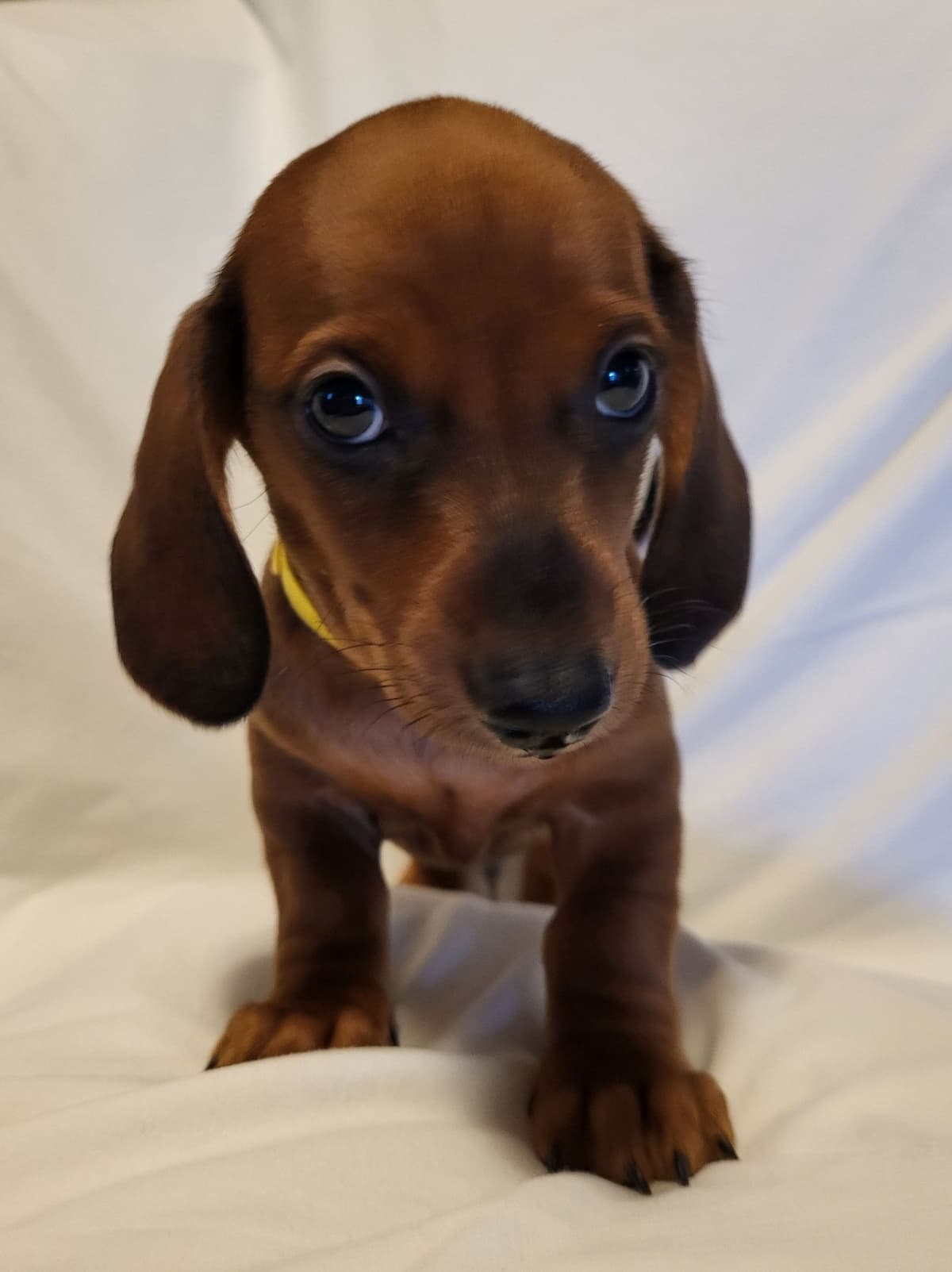 Dachshund Puppies: Reds and Black and Tan breeder image 14